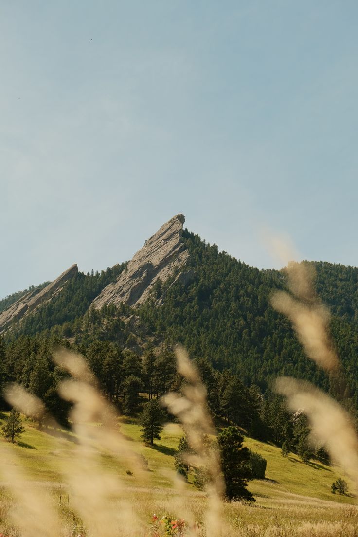 Dry tall grasses below the Flatirons