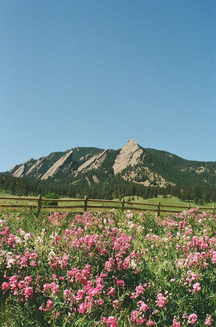 Field of pink wildflowers along a fence line below the Flatirons
