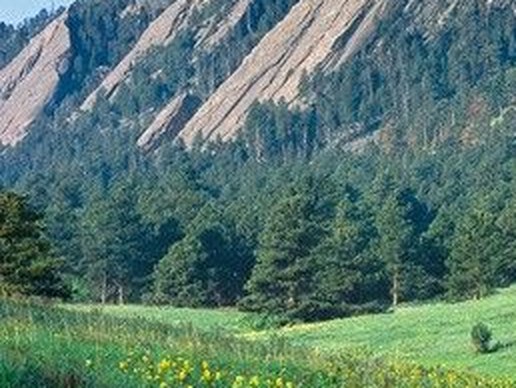 Dense evergreen slope below the Flatirons